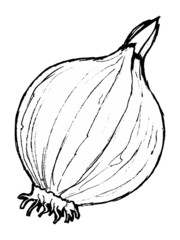 Hand drawn, vector, cartoon illustration of onion