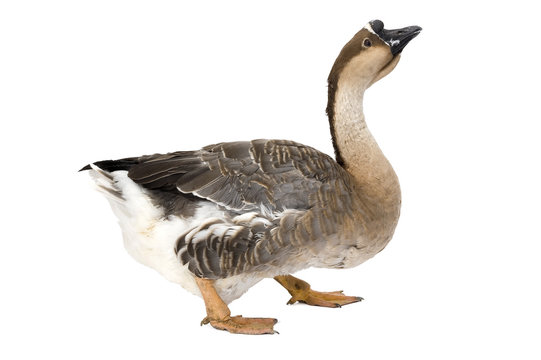 Chinese goose standing on white background