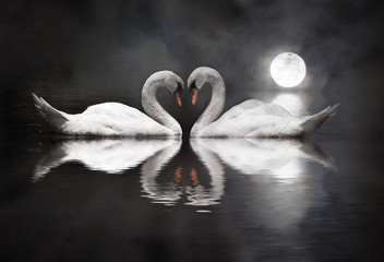 romantic swan during valentine's day - obrazy, fototapety, plakaty