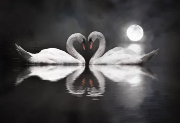 Poster romantische zwaan tijdens valentijnsdag © wong yu liang