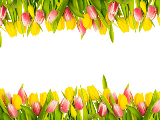 Fototapeta na wymiar kopia przestrzeń tulipan