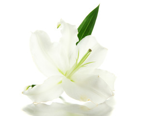 Naklejka na ściany i meble Piękna lilia, na białym tle