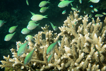 A school of fish over hard coral in Philippines