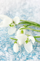 Bouquet of snowdrop flowers, on snow background
