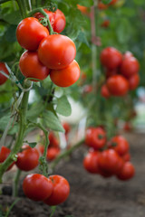 growth red tomato