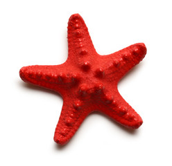 Sea star on white background