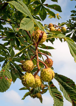 Rosskastanien - Aesculus hippocastanum