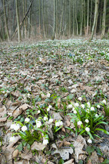 spring snowflakes in forest