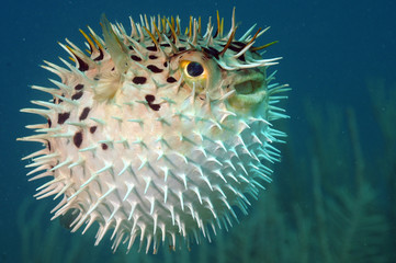 Obraz premium Blowfish or diodon holocanthus underwater in ocean