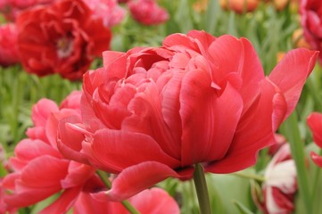bd506 tulip, netherlands