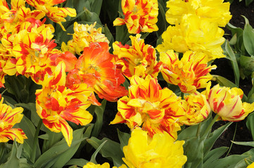 yellow and orange tulips, netherlands