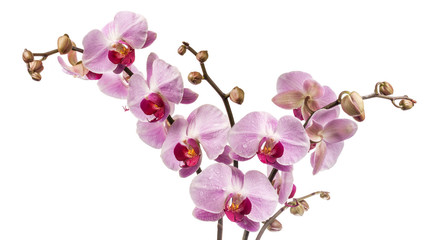 Fototapeta na wymiar Orchidea kwiecie samodzielnie na białym tle