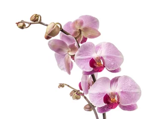 Wall murals Orchid Orchid flowers isolated on white background