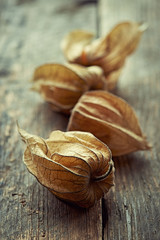 Physalis