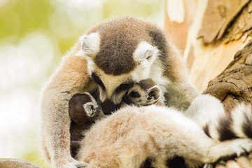 The sweet of Lemur mum and her couple child on the tree