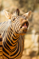Naklejka premium The portrait of Zebra smile and laughing