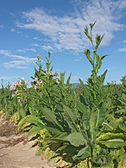Obraz premium tobacco plants
