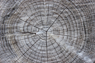 Detail section of tree trunk
