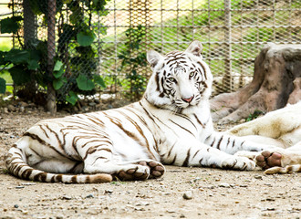 white tiger nightsafari chiangmai Thailand