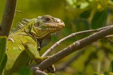 Lesser Antillean Iguana