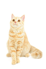 Scottish purebred cat