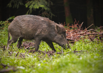 Wild boar in spring forest