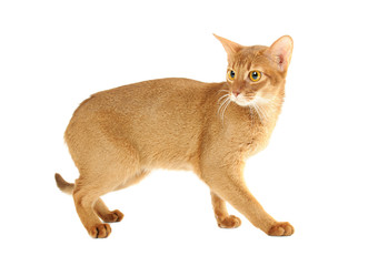 Abyssinian cat