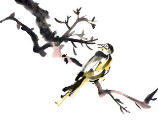 bird