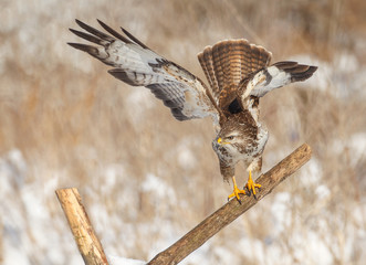 Buzzard on a post about to take off