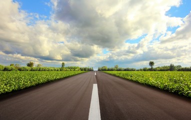 Road into the green field