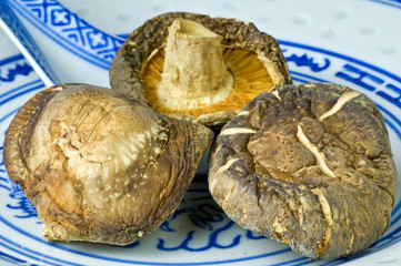 Shiitake Pilze