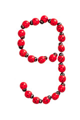 Photograph of beetles Number 9