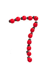 Photograph of beetles Number 7