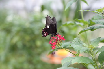 Schmetterling - Ritterfalter Papilio