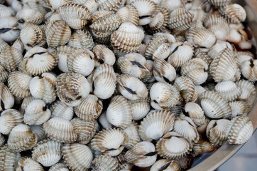 raw cockles