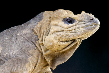 Rhinoceros Iguana / Cyclura cornuta