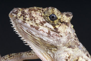 False Chameleon Anole / Anolis porcus