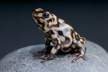 Marbled dart frog / Dendrobates auratus