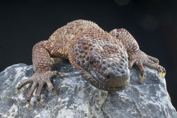 Obraz premium Venomous Beaded lizard / Heloderma horridum