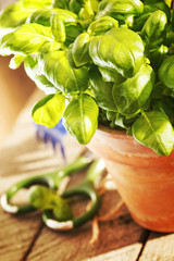 basil in the pot