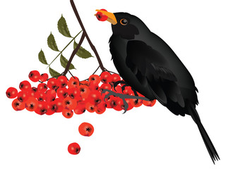 Black bird on rowan berry