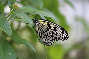 Schmetterling - weiße Baumnymphe