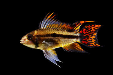 cockatoo dwarf cichlid