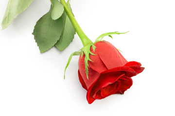 Obraz premium red Rose