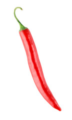 Hot red chili or chili pepper