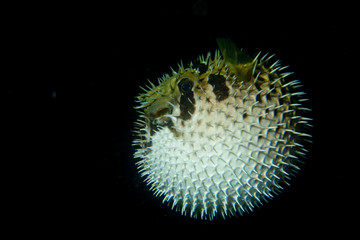 Inflated porcupine puffer ball fish