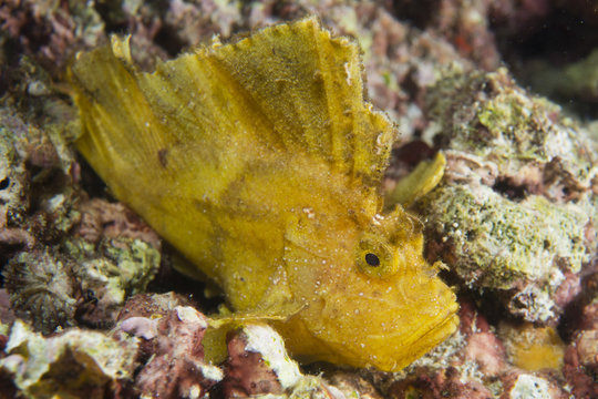 Yellow Leaf fish in Cebu, Philippines