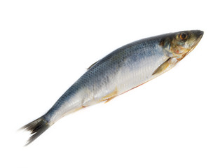 Fototapeta premium one herring