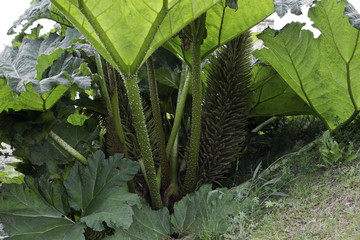 bl&uuml;tenstand beim mammutblatt in schottland