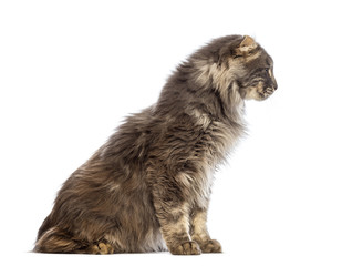 Side view of an American Curl sitting and looking away